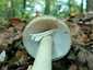 Gyilkos galóca (Amanita phalloides), Somogy